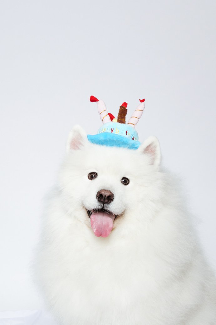 点击大图看下一张：开心过生日的萨摩耶图片