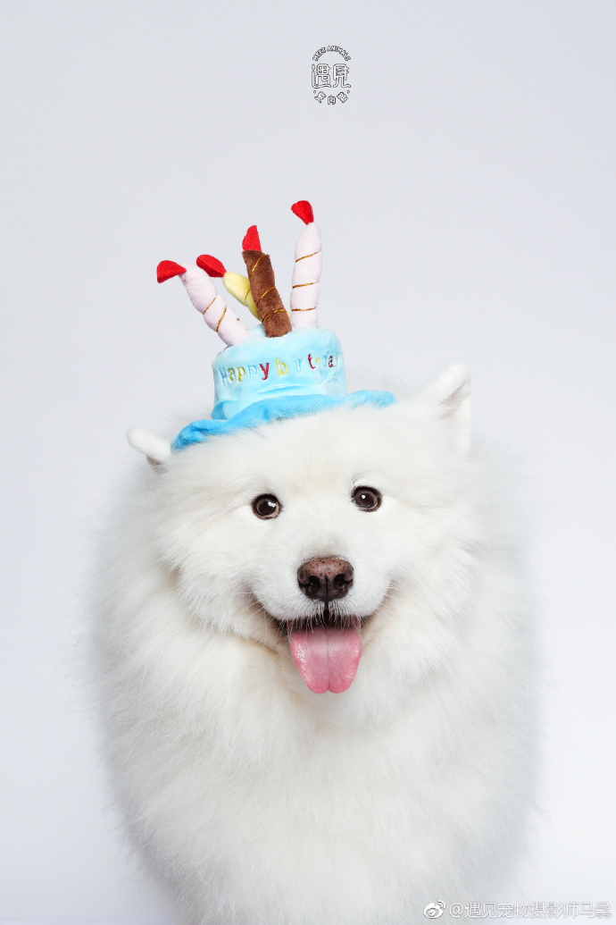 点击大图看下一张：开心过生日的萨摩耶图片