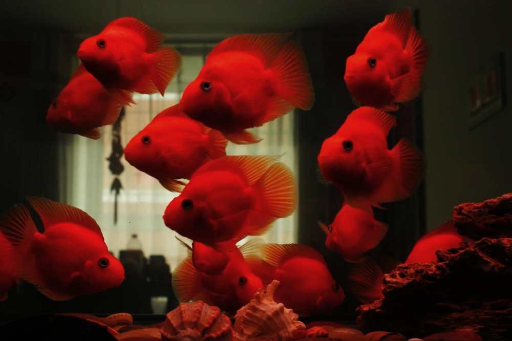 点击大图看下一张：一组鲜红的小金鱼图片