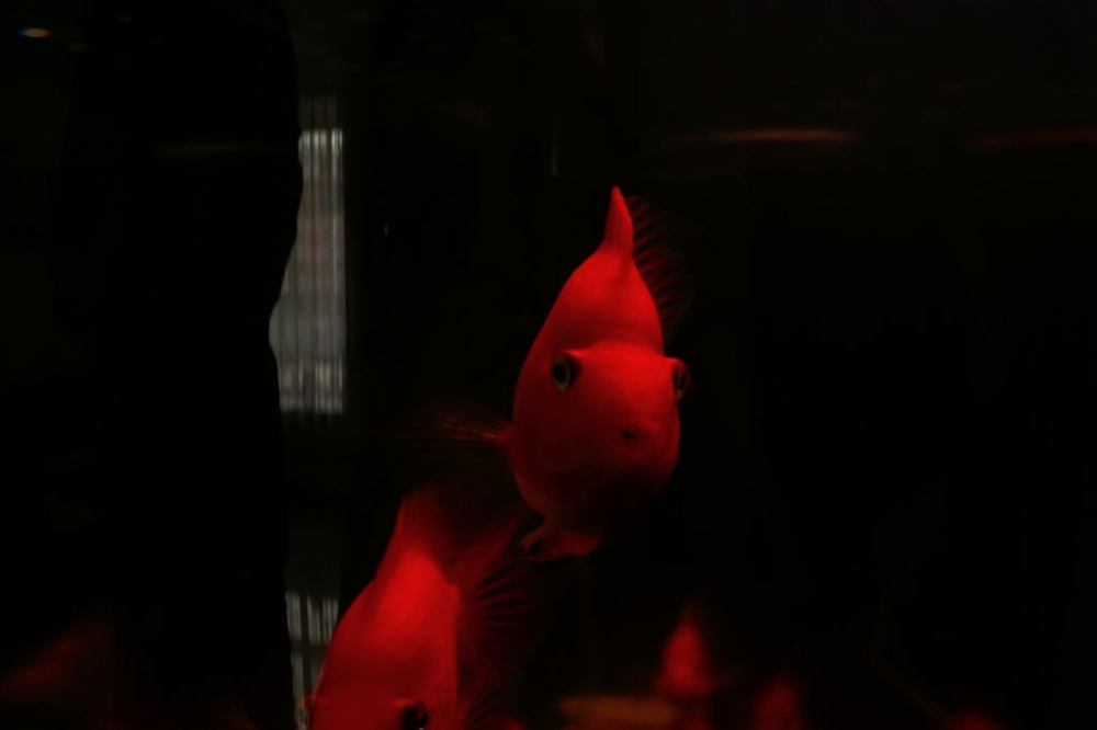 点击大图看下一张：一组鲜红的小金鱼图片