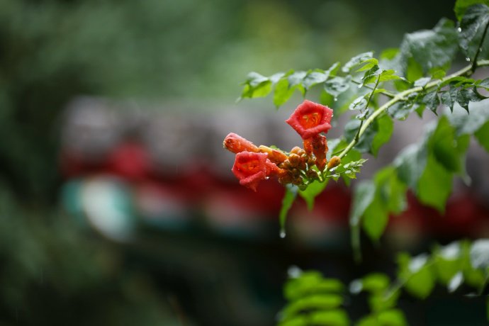 点击大图看下一张：雨后的凌霄花 别致的美