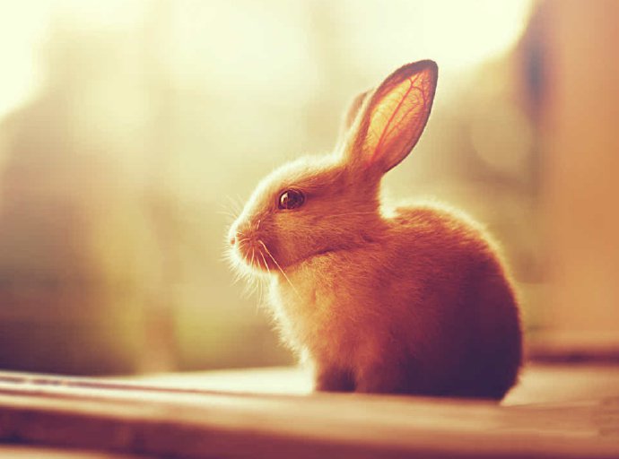 点击大图看下一张：两只耳朵竖起来的小兔子