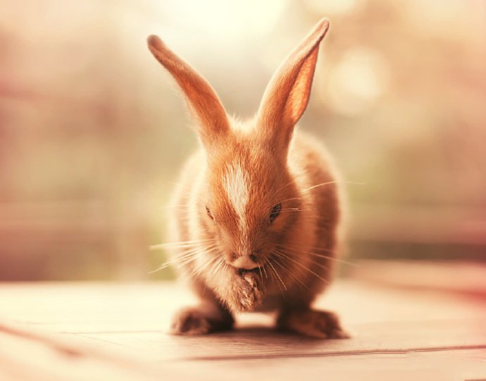 点击大图看下一张：两只耳朵竖起来的小兔子
