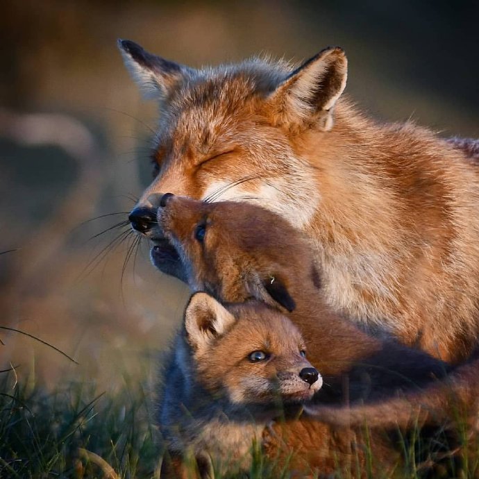 点击大图看下一张：小狐狸们带你开启新的一天