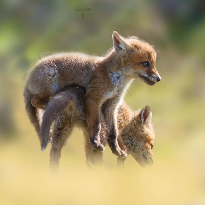 点击大图看下一张：小狐狸们带你开启新的一天