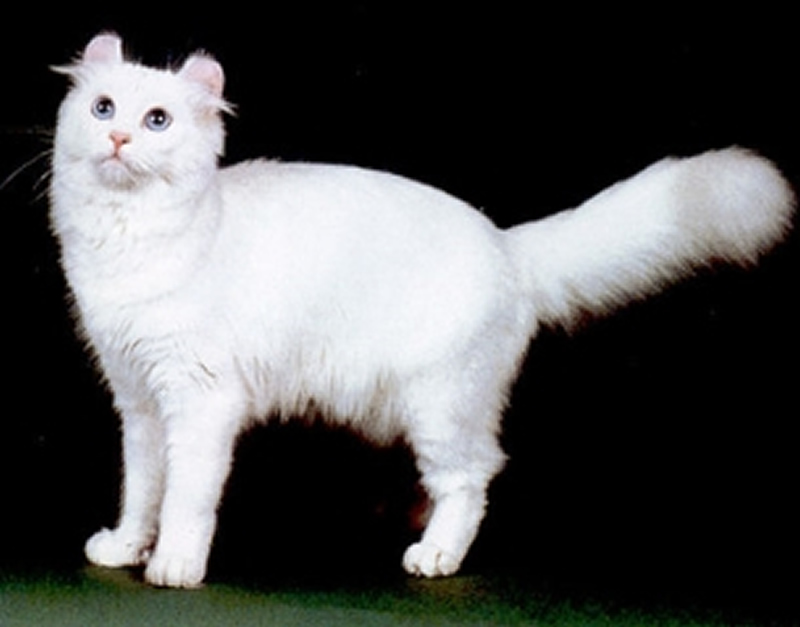 点击大图看下一张：猫猫柔和的美国卷毛猫图片