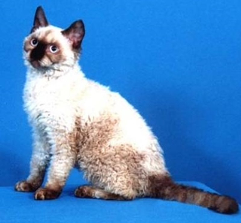 点击大图看下一张：猫猫柔和的美国卷毛猫图片