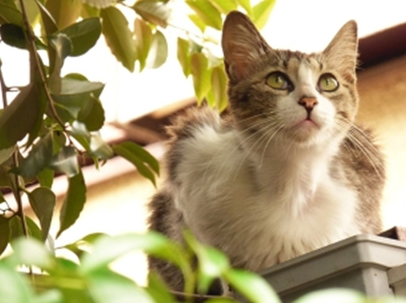 点击大图看下一张：美丽的波米拉猫图片