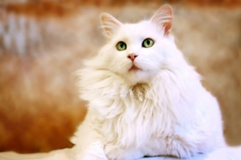 点击大图看下一张：美丽的波米拉猫图片