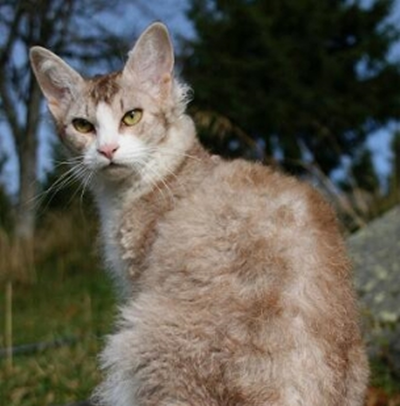 点击大图看下一张：模样非常可爱的拉邦猫图片