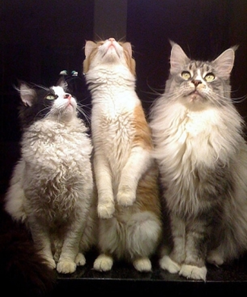 点击大图看下一张：模样非常可爱的拉邦猫图片