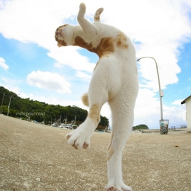 点击大图看下一张：手舞足蹈的猫猫图片