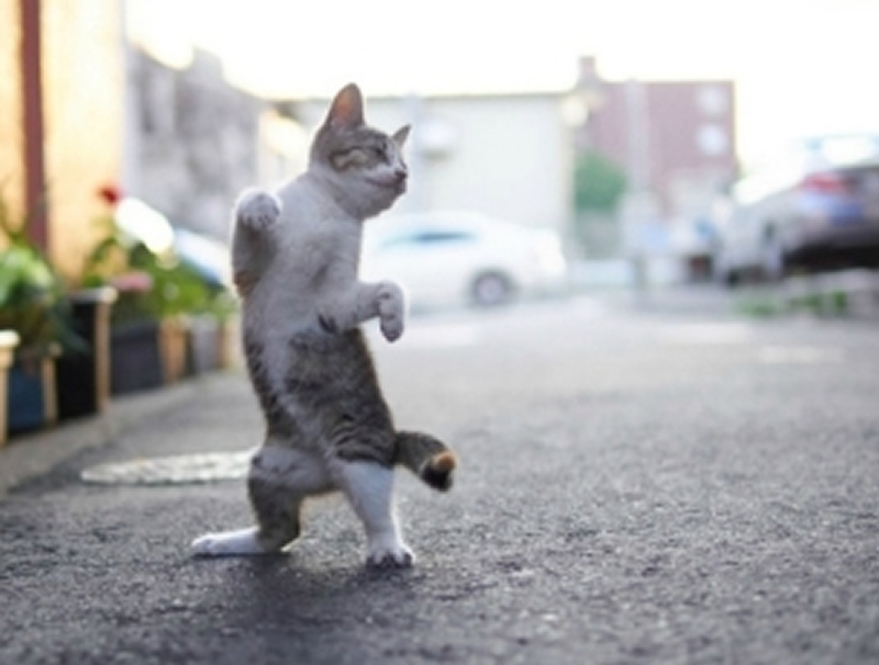 点击大图看下一张：手舞足蹈的猫猫图片