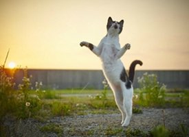 手舞足蹈的猫猫图片