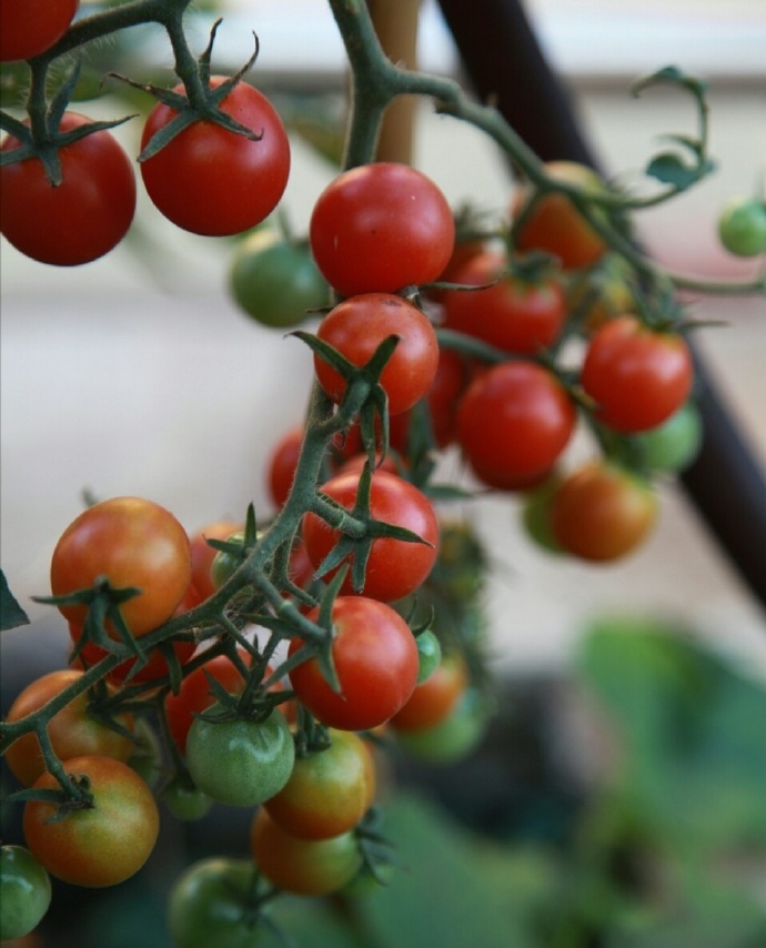 点击大图看下一张：一串串新鲜的番茄图片