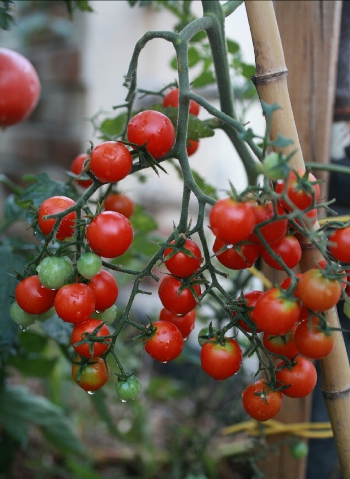 点击大图看下一张：一串串新鲜的番茄图片
