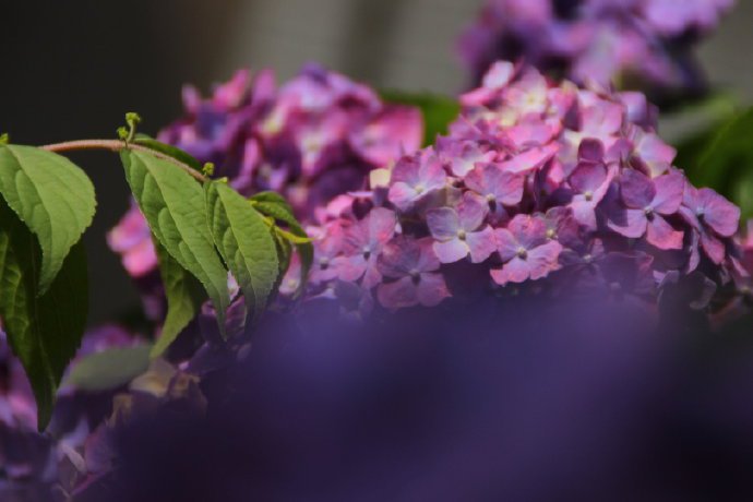 点击大图看下一张：一组紫色迷情的绣球花图片