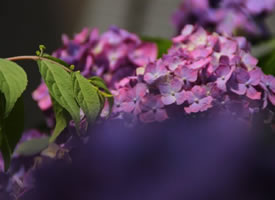 一组紫色迷情的绣球花图片