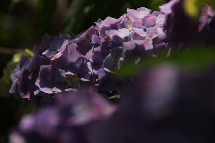点击大图看下一张：一组紫色迷情的绣球花图片