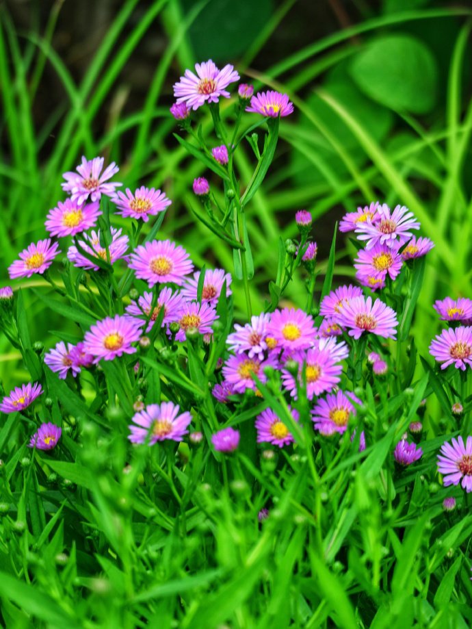 点击大图看下一张：一组莲花池美丽的小花花图片
