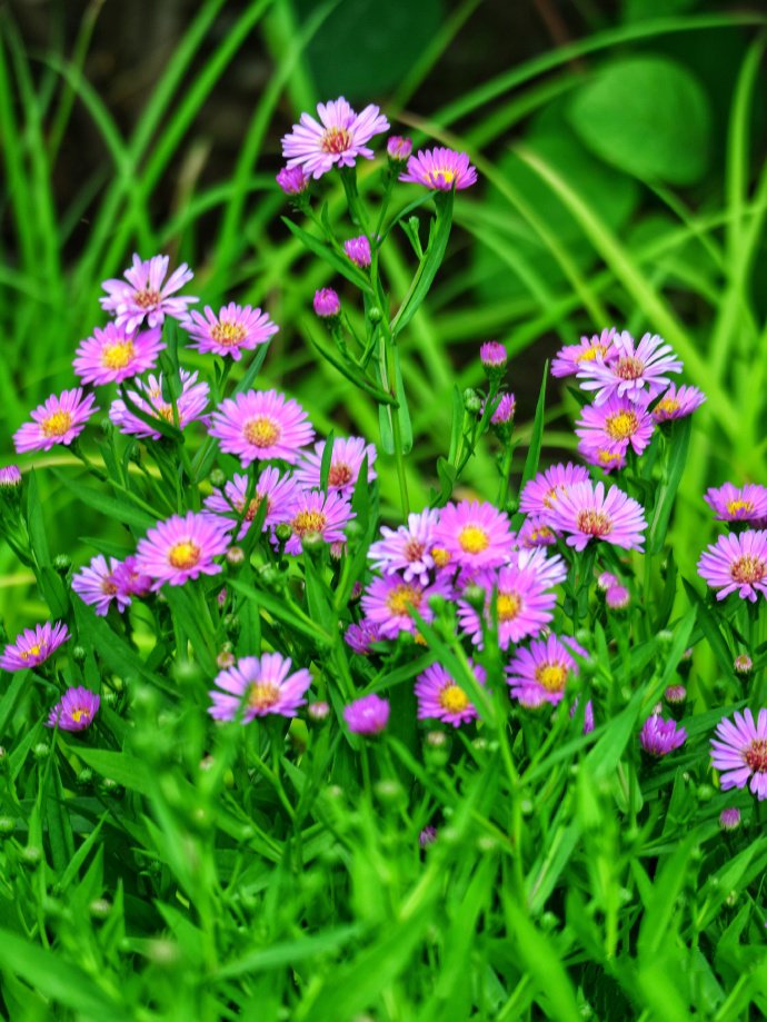 点击大图看下一张：一组莲花池美丽的小花花图片