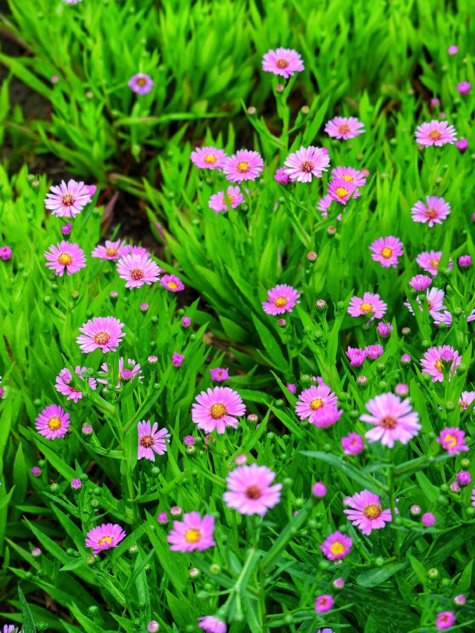 点击大图看下一张：一组莲花池美丽的小花花图片