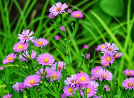 一组莲花池美丽的小花花图片