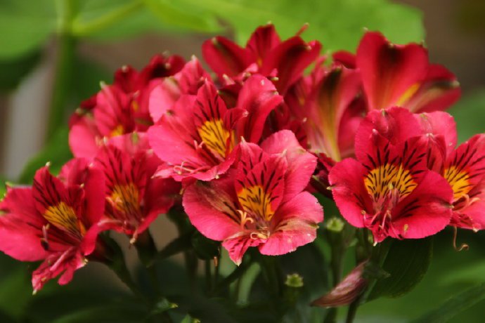 点击大图看下一张：一组红红火火的花朵图片