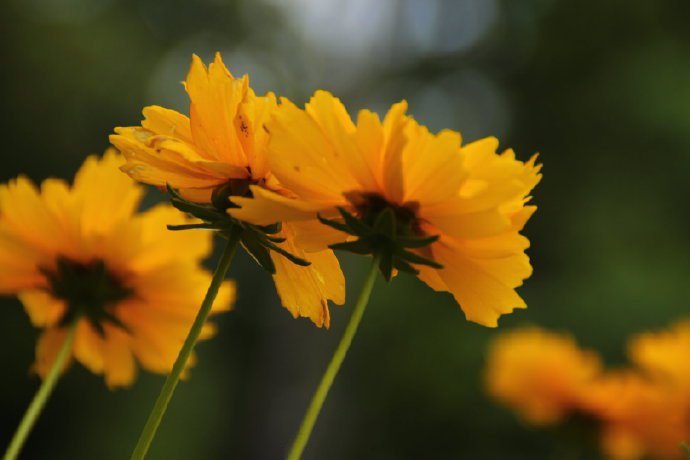 点击大图看下一张：色彩明快、金光璀璨的大花金鸡菊