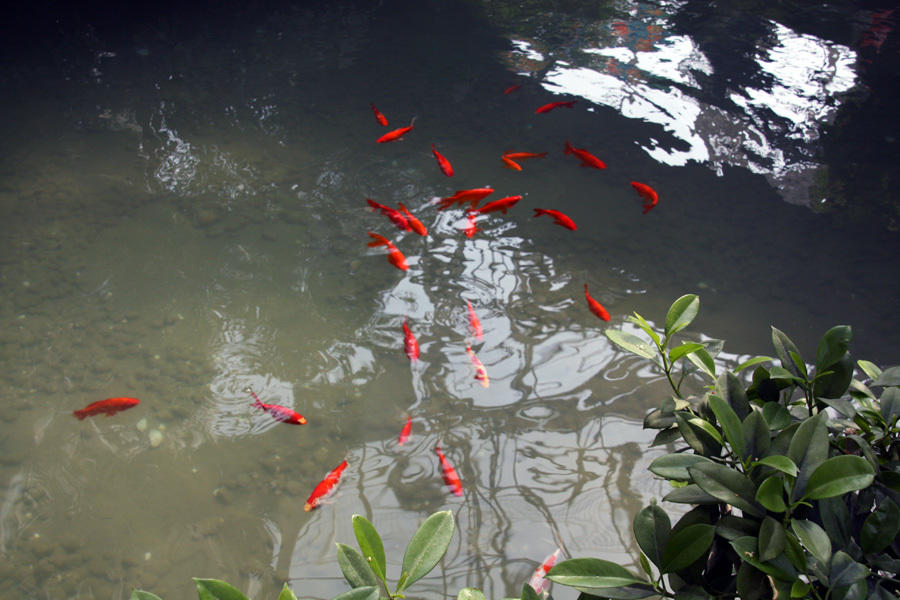 点击大图看下一张：池塘里悠闲的锦鲤图片
