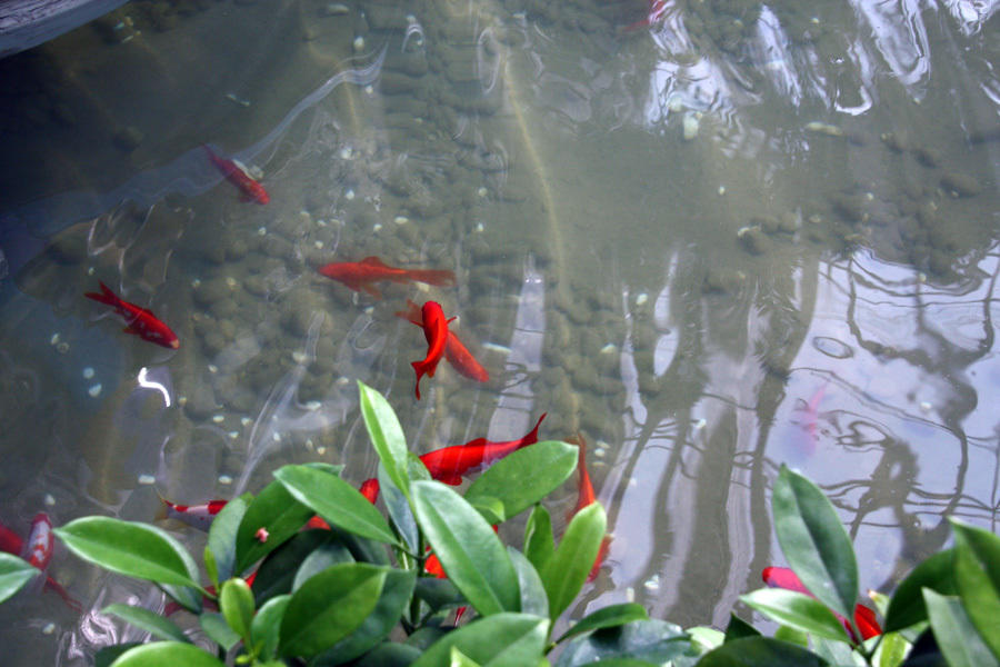 点击大图看下一张：池塘里悠闲的锦鲤图片