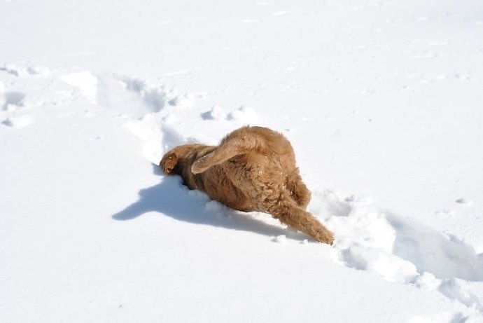 点击大图看下一张：雪地里开心玩耍的猫咪