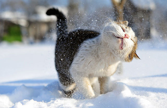 点击大图看下一张：雪地里开心玩耍的猫咪