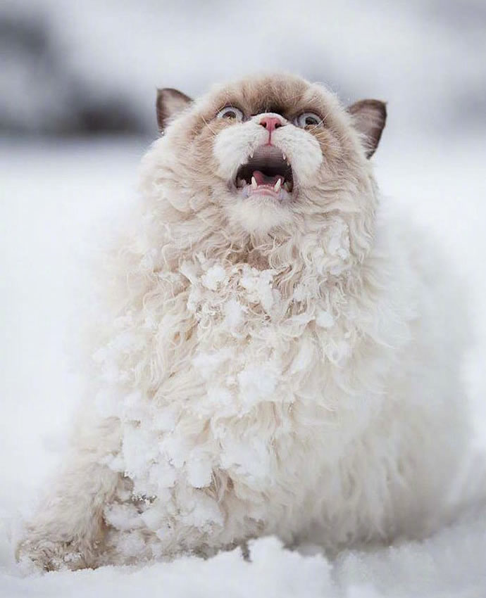 点击大图看下一张：雪地里开心玩耍的猫咪