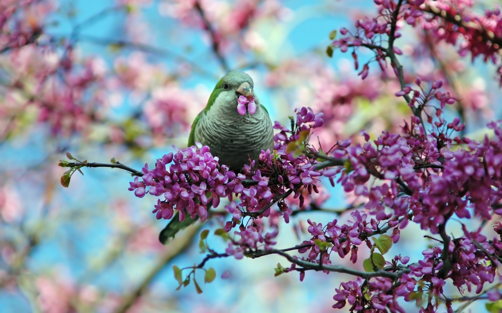 点击大图看下一张：春天的小鸟图片