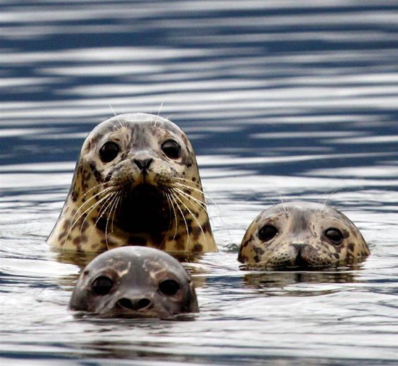点击大图看下一张：一组眼神超级萌的小海豹