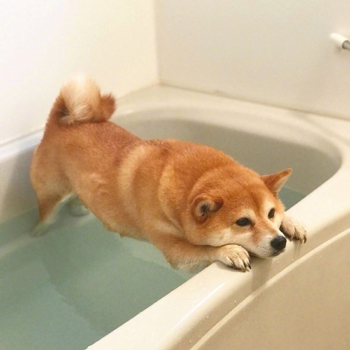 点击大图看下一张：不想洗澡的可爱柴犬图片