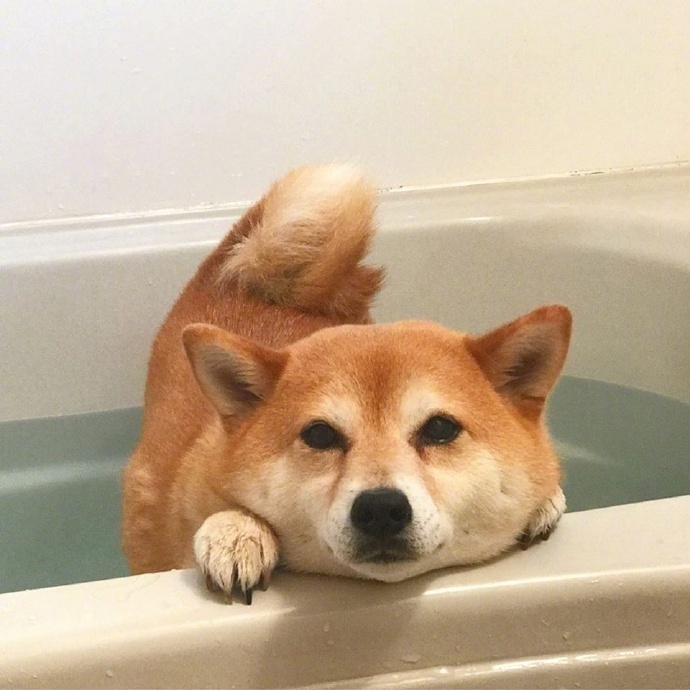 点击大图看下一张：不想洗澡的可爱柴犬图片