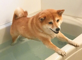 不想洗澡的可爱柴犬图片