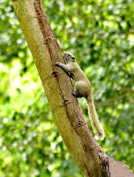 点击大图看下一张：一只松鼠在一棵腊肠花的树干上