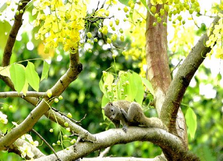 点击大图看下一张：一只松鼠在一棵腊肠花的树干上