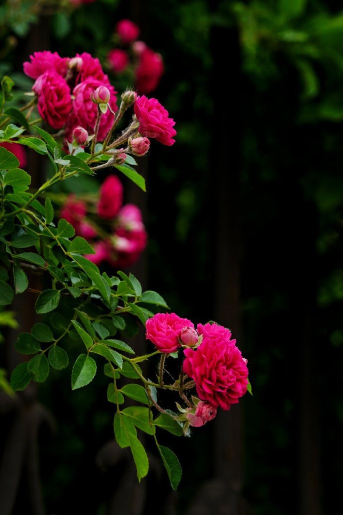 点击大图看下一张：清润风光雨后天。蔷薇花谢绿窗前