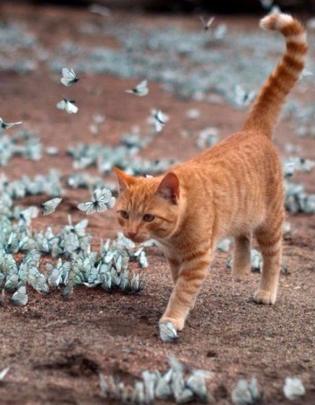 点击大图看下一张：和蝴蝶玩耍的小猫图片