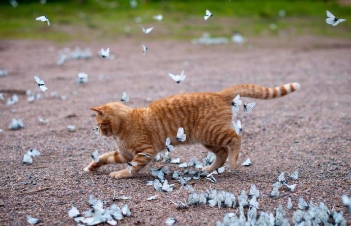 点击大图看下一张：和蝴蝶玩耍的小猫图片
