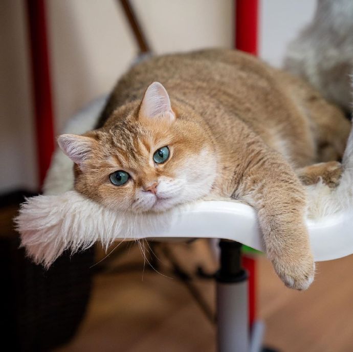 点击大图看下一张：可可爱爱的金渐层猫猫