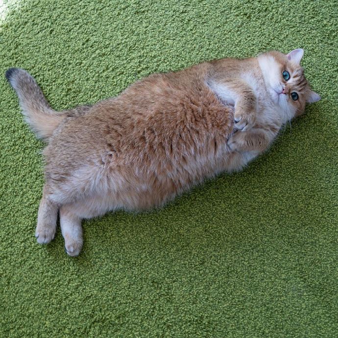 点击大图看下一张：可可爱爱的金渐层猫猫