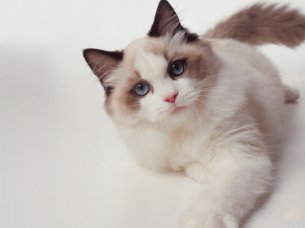 点击大图看下一张：美丽动人的布偶猫