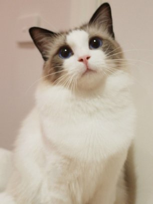 点击大图看下一张：美丽动人的布偶猫