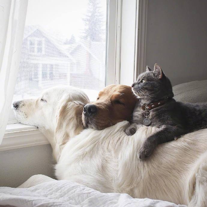 点击大图看下一张：与狗狗们友好相处的猫咪图片