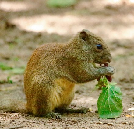 点击大图看下一张：一只吃桑椹的松鼠的故事